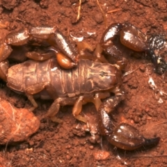 Urodacus manicatus (Black Rock Scorpion) at Mount Ainslie - 15 Jun 2024 by jb2602