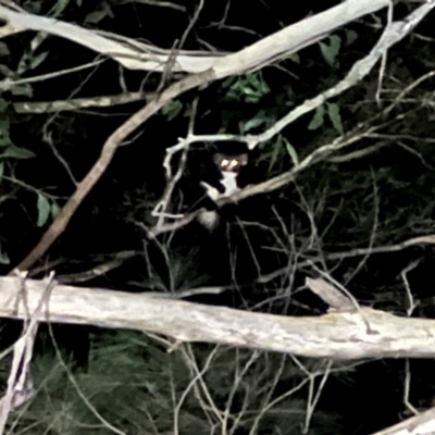 Petauroides volans (Southern Greater Glider) at Wingecarribee Local Government Area - 18 Jun 2024 by SalC