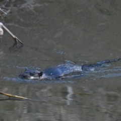 Hydromys chrysogaster (Rakali or Water Rat) at Jerrabomberra Wetlands - 18 Jun 2024 by davidcunninghamwildlife