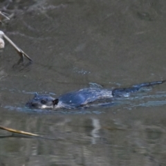 Hydromys chrysogaster (Rakali or Water Rat) at Jerrabomberra Wetlands - 18 Jun 2024 by davidcunninghamwildlife