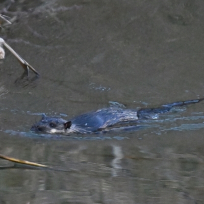 Hydromys chrysogaster (Rakali or Water Rat) at Jerrabomberra Wetlands - 18 Jun 2024 by davidcunninghamwildlife