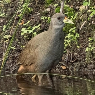 Amaurornis moluccana (Pale-vented Bush-hen) at Bahrs Scrub, QLD - 24 Jan 2024 by michaelb