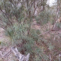 Lomatia myricoides (River Lomatia) at Numeralla, NSW - 16 Jun 2024 by mahargiani