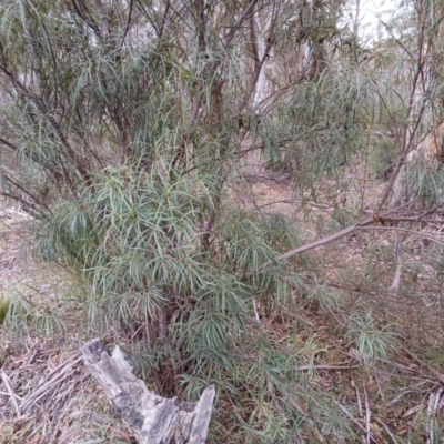 Lomatia myricoides (River Lomatia) at Numeralla, NSW - 16 Jun 2024 by mahargiani