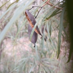 Lomatia myricoides at Numeralla, NSW - 16 Jun 2024 11:51 AM