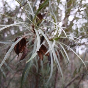 Lomatia myricoides at Numeralla, NSW - 16 Jun 2024 11:51 AM