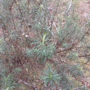 Cassinia longifolia at Kybeyan State Conservation Area - 16 Jun 2024