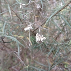 Cassinia longifolia at Kybeyan State Conservation Area - 16 Jun 2024