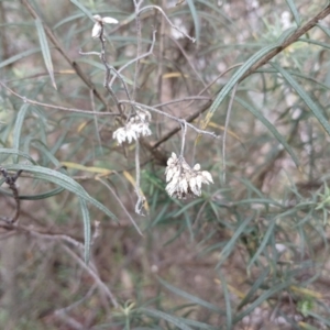 Cassinia longifolia at Kybeyan State Conservation Area - 16 Jun 2024