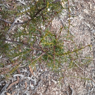 Acacia genistifolia (Early Wattle) at Numeralla, NSW - 16 Jun 2024 by mahargiani