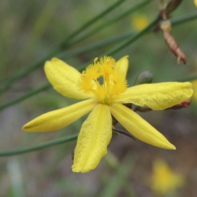 Tricoryne elatior (Yellow Rush Lily) at Tuggeranong Hill - 7 Jan 2024 by MichaelBedingfield