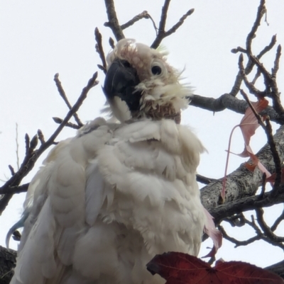 Cacatua galerita (Sulphur-crested Cockatoo) at Majura Primary School, Watson - 19 Jun 2024 by AniseStar