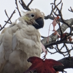 Cacatua galerita at Majura Primary School, Watson - 19 Jun 2024