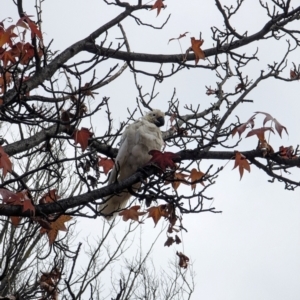 Cacatua galerita at Majura Primary School, Watson - 19 Jun 2024