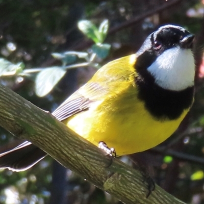 Pachycephala pectoralis (Golden Whistler) at Narrabundah, ACT - 19 Jun 2024 by RobParnell