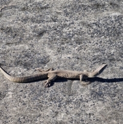 Varanus gouldii (Sand Goanna) at Broadwater National Park - 13 May 2024 by AliClaw