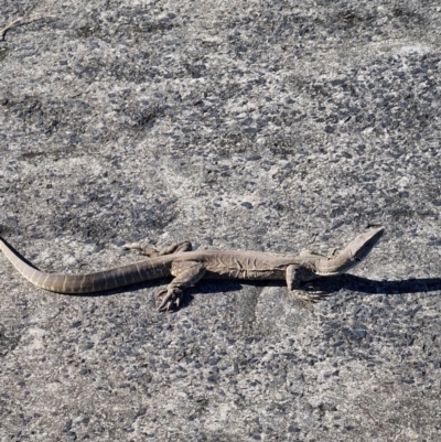 Varanus gouldii (Sand Goanna) at Broadwater National Park - 13 May 2024 by AliClaw