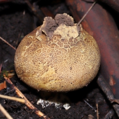 Scleroderma sp. (Scleroderma) at Acton, ACT - 19 Jun 2024 by TimL