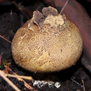 Scleroderma sp. at ANBG - 19 Jun 2024