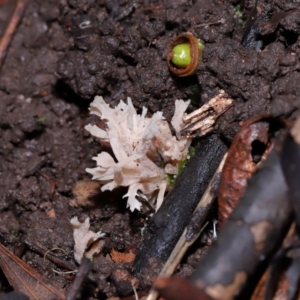 Clavulina sp. at ANBG - 19 Jun 2024 12:43 PM