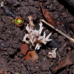 Clavulina sp. at ANBG - 19 Jun 2024 12:43 PM