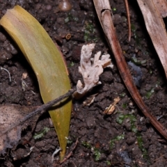 Clavulina sp. at ANBG - 19 Jun 2024 12:43 PM