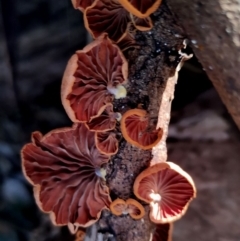 Anthracophyllum archeri (Orange fan) at Gulaga National Park - 18 Jun 2024 by Teresa