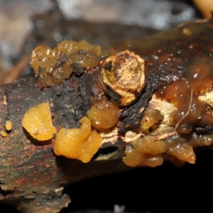 Gelatinous, on wood – genus uncertain at ANBG - 19 Jun 2024 12:44 PM