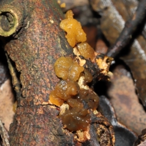 Gelatinous, on wood – genus uncertain at ANBG - 19 Jun 2024 12:44 PM