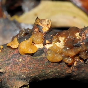 Gelatinous, on wood – genus uncertain at ANBG - 19 Jun 2024 12:44 PM