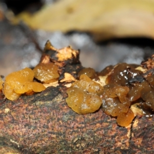 Gelatinous, on wood – genus uncertain at ANBG - 19 Jun 2024 12:44 PM