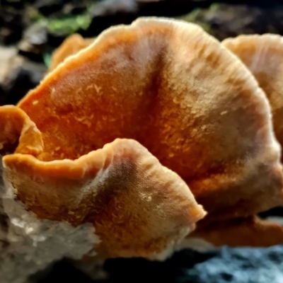 Unidentified Shelf-like to hoof-like & usually on wood at Gulaga National Park - 18 Jun 2024 by Teresa