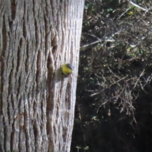 Eopsaltria australis at Tidbinbilla Nature Reserve - 18 Jun 2024 01:35 PM