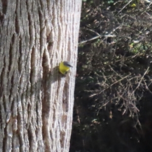 Eopsaltria australis at Tidbinbilla Nature Reserve - 18 Jun 2024 01:35 PM