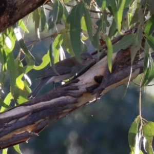 Colluricincla harmonica at Tidbinbilla Nature Reserve - 18 Jun 2024 02:19 PM