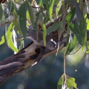 Colluricincla harmonica at Tidbinbilla Nature Reserve - 18 Jun 2024 02:19 PM