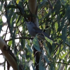 Colluricincla harmonica at Tidbinbilla Nature Reserve - 18 Jun 2024 02:19 PM