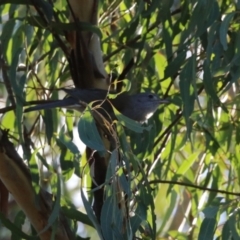 Colluricincla harmonica at Tidbinbilla Nature Reserve - 18 Jun 2024 02:19 PM