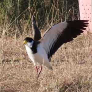 Vanellus miles at Tidbinbilla Nature Reserve - 18 Jun 2024 02:51 PM