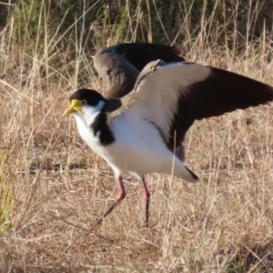 Vanellus miles at Tidbinbilla Nature Reserve - 18 Jun 2024 02:51 PM