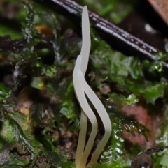 Clavaria redoleoalii at ANBG - 19 Jun 2024 by TimL