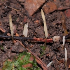 Clavaria redoleoalii at ANBG - 19 Jun 2024 12:46 PM