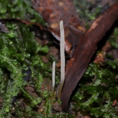 Clavaria redoleoalii at ANBG - 19 Jun 2024 12:46 PM