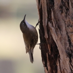 Cormobates leucophaea at Tidbinbilla Nature Reserve - 18 Jun 2024 02:05 PM