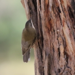 Cormobates leucophaea at Tidbinbilla Nature Reserve - 18 Jun 2024