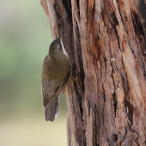 Cormobates leucophaea at Tidbinbilla Nature Reserve - 18 Jun 2024 02:05 PM