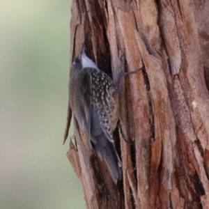 Cormobates leucophaea at Tidbinbilla Nature Reserve - 18 Jun 2024