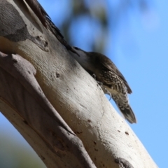 Cormobates leucophaea at Tidbinbilla Nature Reserve - 18 Jun 2024 02:05 PM