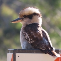 Dacelo novaeguineae (Laughing Kookaburra) at Tidbinbilla Nature Reserve - 18 Jun 2024 by RodDeb