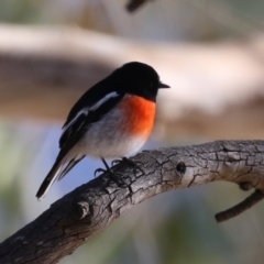 Petroica boodang at Tidbinbilla Nature Reserve - 18 Jun 2024 02:00 PM